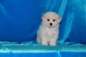 �������� ������� - ����������� 1