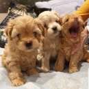 �������� ������� � �������. �������� �������� - �������/�������