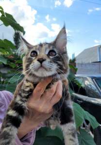 �������� ������� ���� ��� - ����������� 1