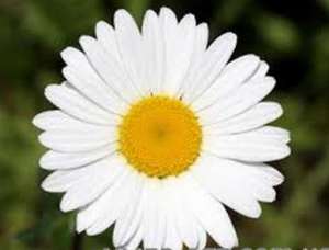 �������� ������� ����� � ������� - ����������� 1