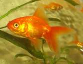 �������� ������� ����� �� �����! - ����������� 2