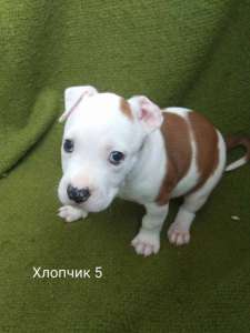 �������� �������, ����� ��������������� ����� - ����������� 1