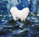 �������� ������� ������� FCI - ����������� 1