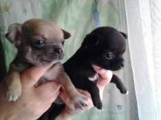 �������� ������� �������� - ����������� 1