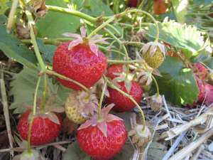 �������� �������� - ����������� 1