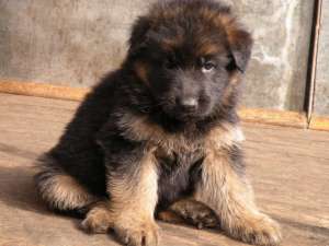 �������� �������� - ����������� 1