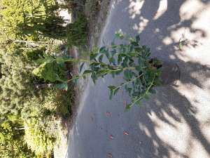 �������� �������� - ����������� 1