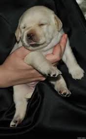 �������� �������� - ����������� 1