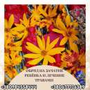 �������� �������� � ����� ����� ������������ �������� �����. ����� ��� ����� � ����� � �����. - ����������� 3