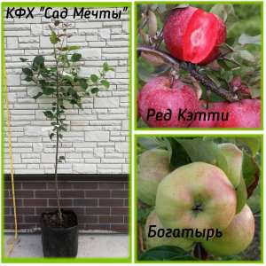 �������� �������� "��� �����" - ����������� 1