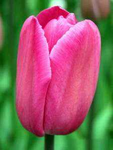 �������� �������� ��� ������� - ����������� 1