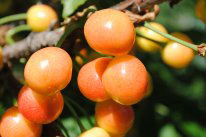 �������� �������� �����, ����� . ������� ���� - ����������� 1