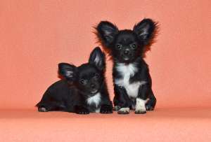 ��������, �������� ����� ��������. - ����������� 1