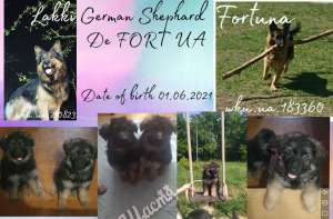 �������� �������� ������� - ����������� 1