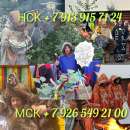 �������� �������� �������� ���� ������� ���� ���� �������� ����� ������� ���� ������ ���� ��� ������ ����: - �p����a����� ��� - ����������� 3