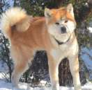 ������� � ����������: �����-���, ��������� �����.