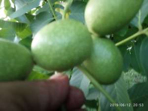 �������� ��������� ������ ���������� ������������.����������,���� ��������,����,����� - ����������� 1