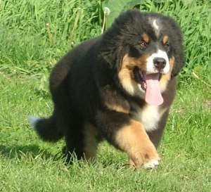 �������� ���������� -����� � ������ ���� �������� Spirit Dream - ����������� 1