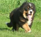 ������� � ����������: �������� ���������� -����� � ������ ���� �������� Spirit Dream