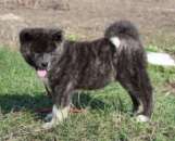 ������� � ����������: �������� ���������� ������ ����� ���.