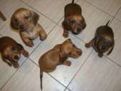 ������� � ����������: �������� ���������� ������ ������ �����