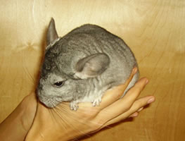 �������� - ����������, ����������, ���� - ����������� 1