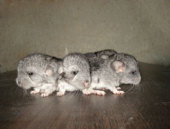 �������� - ����������, ����������, ���� - ����������� 2