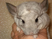 �������� - ����������, ����������, ���� - ����������� 3