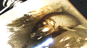 �������� ���������� �����������, ����� - ����������� 1