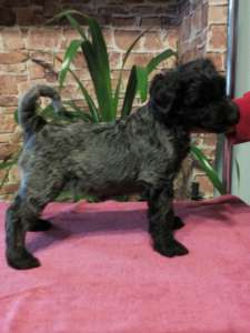 �������� ���������� �������������� ������ - ����������� 1