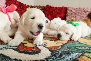 �������� ����������� �������� Ot Bahur - ����������� 1