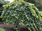 �������� ������������ ������� �� ������������� - ����������� 2