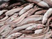 �������� "������������" ���������� - ����������� 2