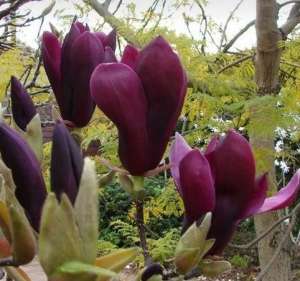 �������� ������������� ������������ ����� Nigra ������ ������� - ����������� 1