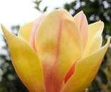 �������� �������������� ����� "��������" MAGNOLIA SUNSATION - ����������� 3