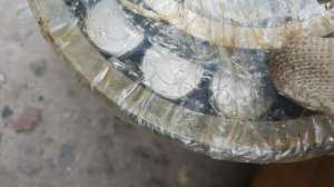 �������� ����������.������ 300������. �������� - ����������� 1