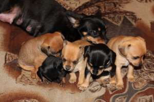 ���-������ - ����������� 1