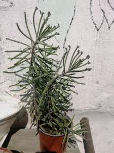 ��������� - ����������� 1