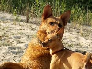 ��������� �� �������� ��������� ���� ������� �������� ���������������� - ����������� 1