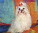 ��������� ��� ����� ��������� ������ Maltese - ����������� ������� (���� ����). �������� �������� - �������/�������