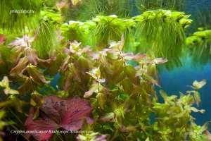 ��������� ��� ����������� �������� - ����������� 1