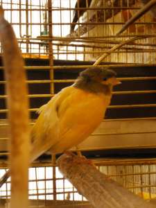 ��������� ���� - ����������� 1