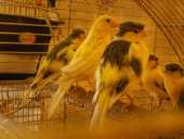 ��������� ���� - ����������� 3