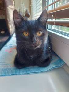 ��������� ���� ��� ������ ������� � ������� ������ - ����������� 1