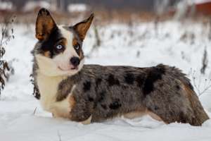 ��������� ����� - ����������� 1