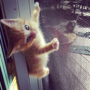 ��������� ����� ���� - ����������� 1