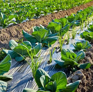 ��������� ����� ����� ������ - ����������� 1