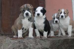 ��������� ����� ������ �� 3-� �������� �������� ���. - ����������� 1