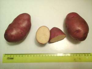 ��������� ����� ������, ����� - ����������� 1