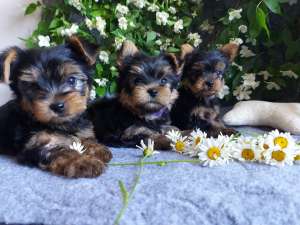 ��������� ����� ������ ������������ ������� ���� � ����� ����� - ����������� 1